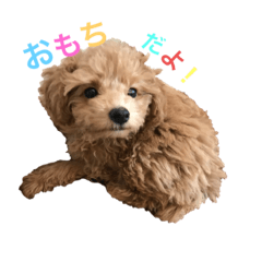 [LINEスタンプ] トイプードルのおもちちゃん