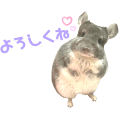 [LINEスタンプ] チンチラのむぅちゃん①