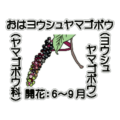 [LINEスタンプ] 花ですが何科？①