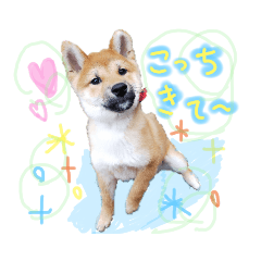 [LINEスタンプ] 柴犬くうたんの可愛いスタンプ！