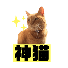 [LINEスタンプ] 茶虎のニャン神タイガース22