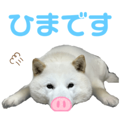 [LINEスタンプ] 北海道犬くまの日常4