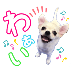 [LINEスタンプ] チワワのいくら◆パピー①◆