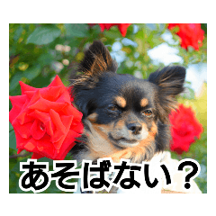 [LINEスタンプ] イケメンチワワのキラ2