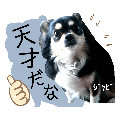 [LINEスタンプ] ジャビとココとLINE仲間のペットたちpart 1