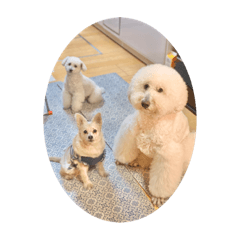 [LINEスタンプ] 我が家の愛犬。チョー、ルー、パン。