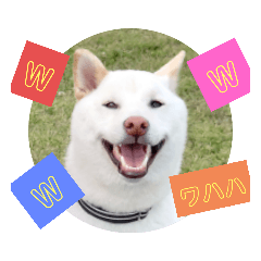 [LINEスタンプ] 白柴ワン太日常3