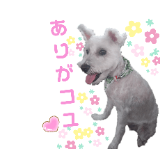 [LINEスタンプ] コユたんスタンプ❤