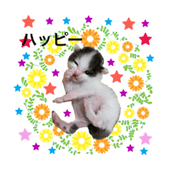 [LINEスタンプ] 犬とねこの写真スタンプ