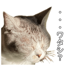 [LINEスタンプ] ぺぺさん悟る