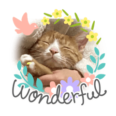[LINEスタンプ] きなこの日常バージョン2