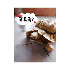 [LINEスタンプ] タートルさん