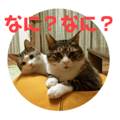 [LINEスタンプ] 犬猫三昧⑧