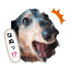 [LINEスタンプ] うちの犬 日常スタンプ