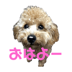 [LINEスタンプ] ちゃーだよ