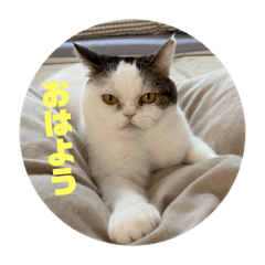 [LINEスタンプ] しなっくす