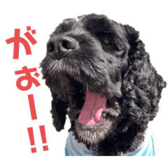 [LINEスタンプ] あめこかスタンプ*