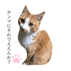 [LINEスタンプ] ゆるカワ猫スタンプ第3弾