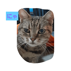 [LINEスタンプ] ネコ  スタンプ