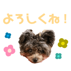 [LINEスタンプ] しかまるのスタンプ