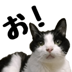 [LINEスタンプ] はちわれ牛猫と愉快な仲間たち1