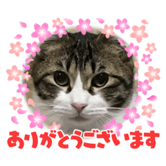 [LINEスタンプ] ニャンコの返事4