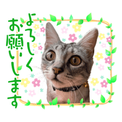 [LINEスタンプ] Ginger Tabby Cat Brothers 15