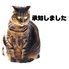 [LINEスタンプ] うちのデブ猫シリーズ。たまに飼主出没。