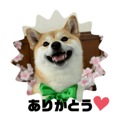 [LINEスタンプ] 柴犬いくらのLINEスタンプ その1