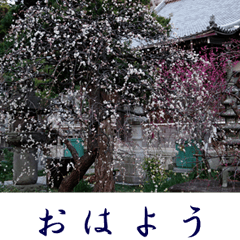 [LINEスタンプ] 湘南・鎌倉のたよりの花3の画像（メイン）