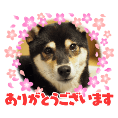 [LINEスタンプ] 柴犬モコ＆稲穂2