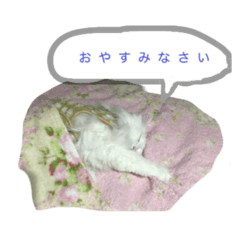 [LINEスタンプ] あいらとその仲間たち