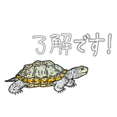 [LINEスタンプ] ダイヤモンドバックテラピン