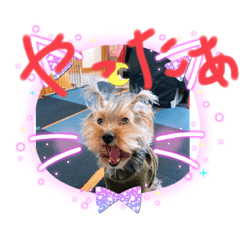 [LINEスタンプ] わんこの日常生活2