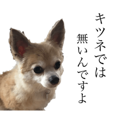 [LINEスタンプ] うちのちょびさん