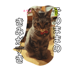 [LINEスタンプ] ニコルの日常