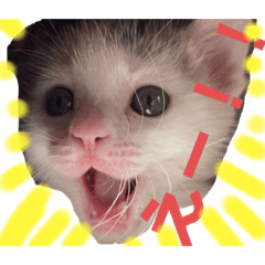 [LINEスタンプ] 三毛猫のタンゴ