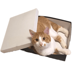 [LINEスタンプ] ねこのじろうくん