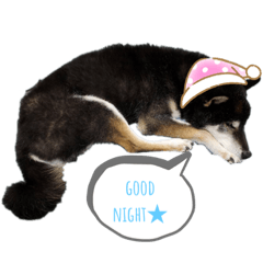 [LINEスタンプ] 黒柴りゅう