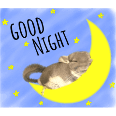 [LINEスタンプ] チンチラのむぅちゃん②