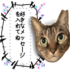 [LINEスタンプ] リアルな猫のメッセージスタンプ