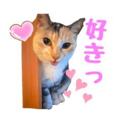 [LINEスタンプ] 元野良猫のまだらちゃんとお友達