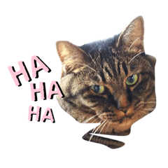 [LINEスタンプ] うちのデブ猫シリーズ2。たまに飼主出没。