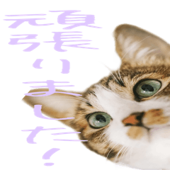 [LINEスタンプ] 猫パラ 1