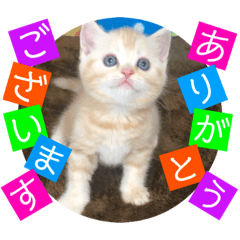 [LINEスタンプ] ねこまーち ハッピープリンセス