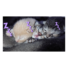 [LINEスタンプ] ミル♡コタファミリー(=^ェ^=)