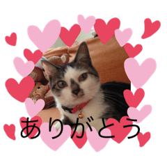 [LINEスタンプ] ねこの普通生活