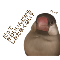 [LINEスタンプ] うちのもちおさん