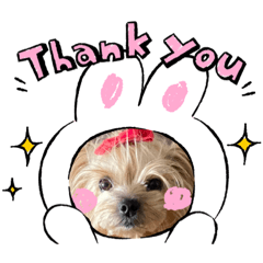 [LINEスタンプ] ヨーキーとトイプーⅡ