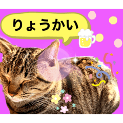 [LINEスタンプ] ねこの” るっちゃん”
